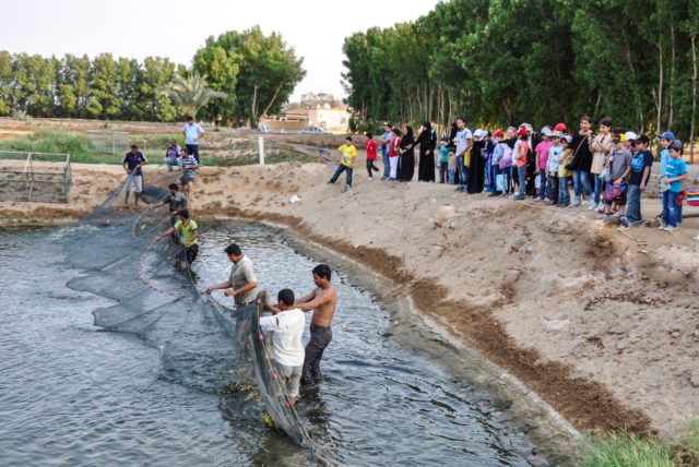 مزرعة الأسماك